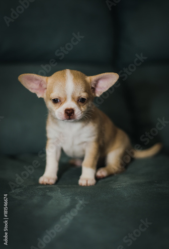 Little puppies, Chihuahua