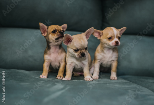 Fototapeta Naklejka Na Ścianę i Meble -  Little puppies, Chihuahua