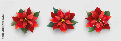 Red Christmas poinsettia flower isolated on white photo