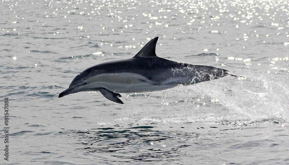 Fototapeta premium Sun Dappled Dolphin