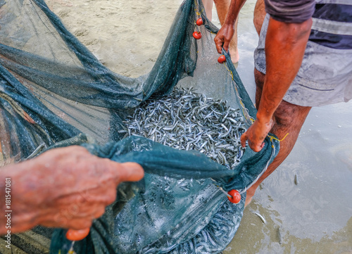 Shoal of whitebait fish caught in a net at the edge of the sea on the beach. Close up shot. photo
