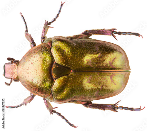 Scarab beetle Protaetia metallica isolated on white background, close up of Scarabaeidae beetle. photo