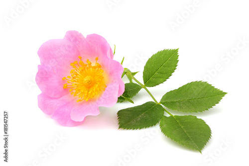 Wild rose flower with leaves isolated.
