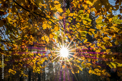 Herbstlicht im Wald © focus finder
