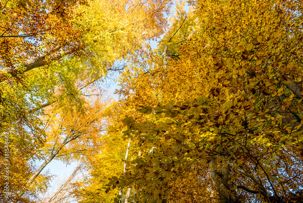 Bäume im Herbst Bäume im Herbst