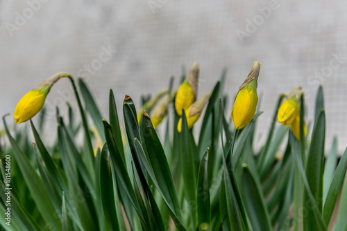 Fototapeta Naklejka Na Ścianę i Meble -  Bunch of yellow daffodil buds, with blurred white background