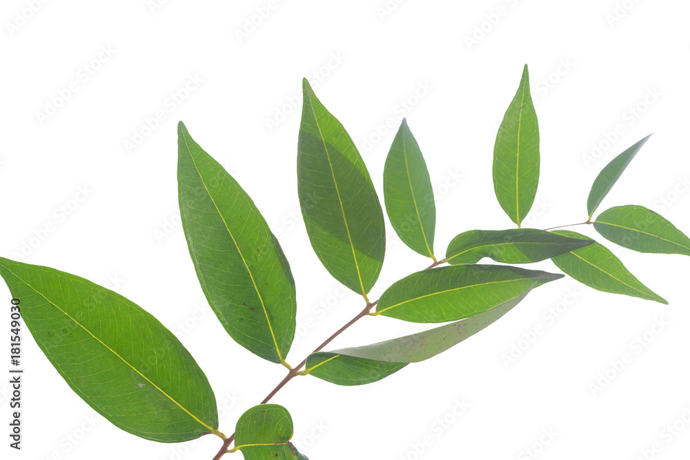 green leaf white background