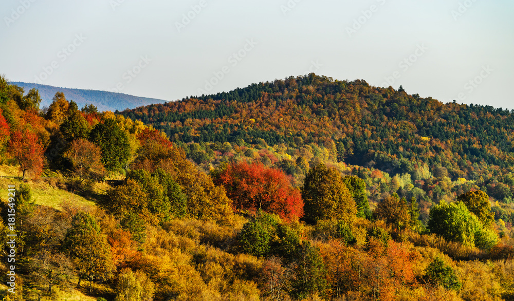Colorful autumnal forests in Alsace, France