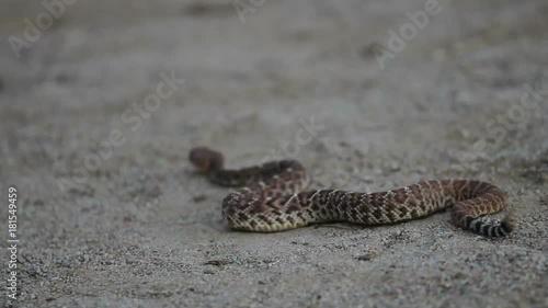 Shallow focus, rattlesnake in nature photo