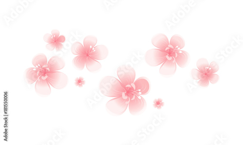 Pink flowers isolated on white background. Apple-tree flowers. Cherry blossom. Vector