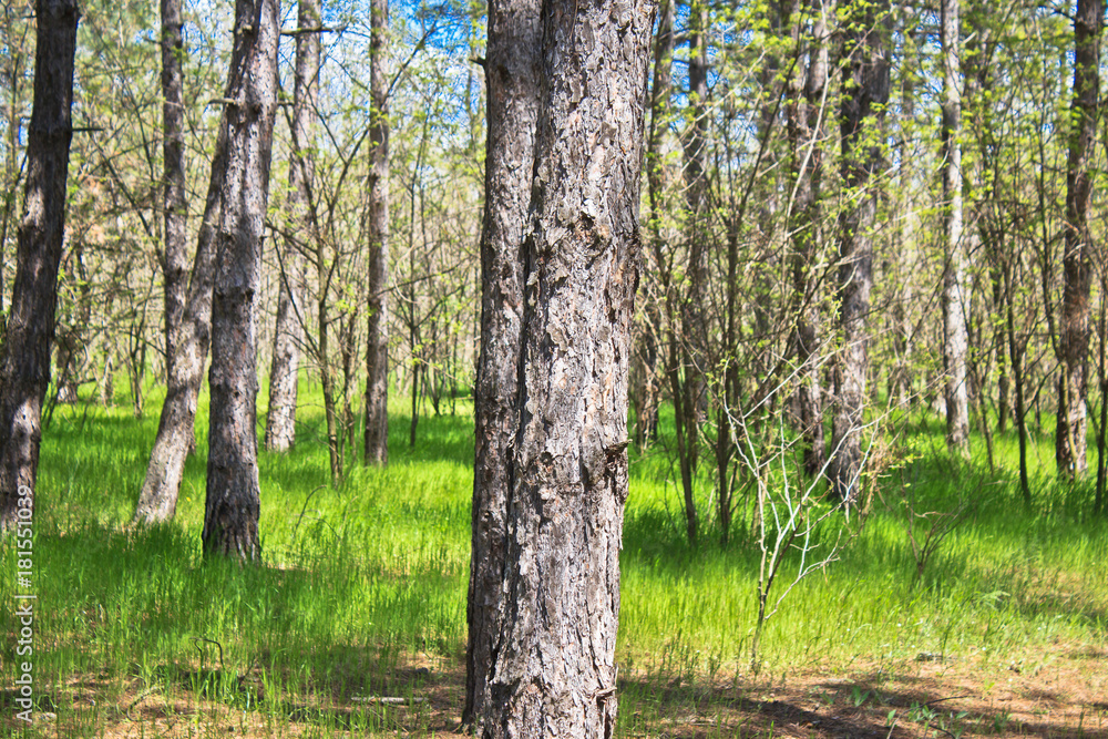 Pine forest in early spring.