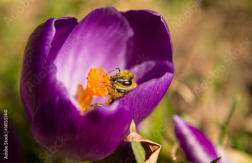 Biene in lila Krokus