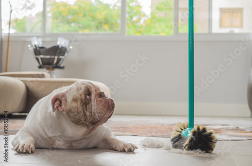 Sujeira de cachorro no chão, dog bulldog olhando para os pelos no piso photo