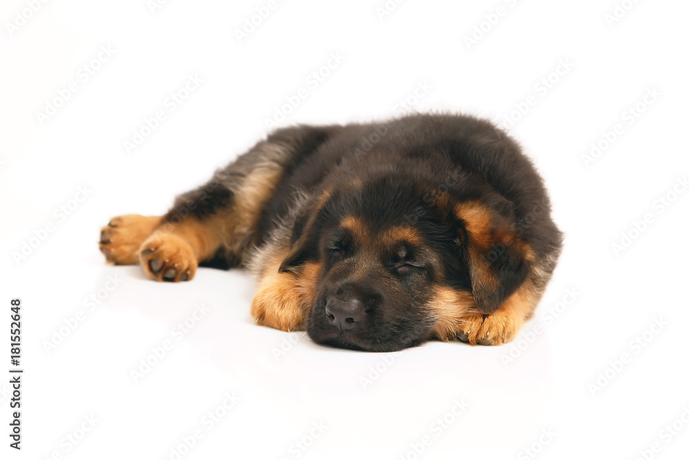 Cute German Shepherd puppy lying down and sleeping on a white background