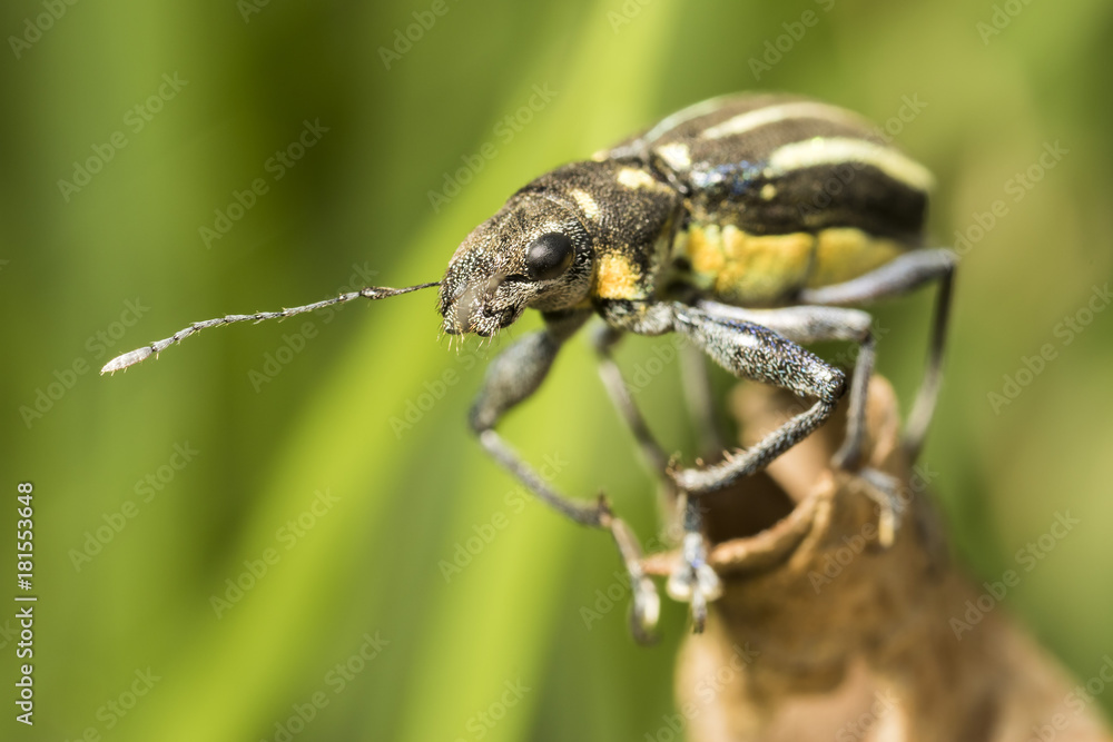 black and yellow beetle on a brown leaf black and yellow beetle on a brown leaf