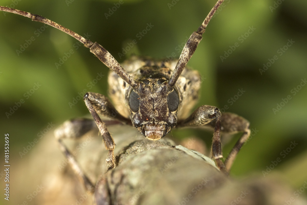 longhorn beetle front view on a tree branch