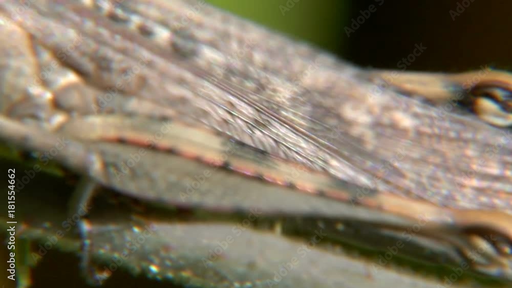 Extreme close up, grasshopper in nature Extreme close up, grasshopper in nature
