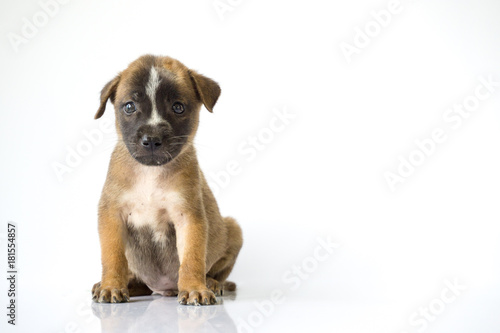 Brown dog on a white background