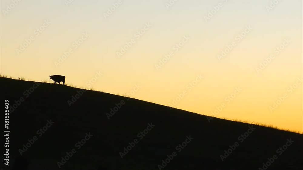 Wide, cow silhouette on hillside at sunset Wide, cow silhouette on hillside at sunset