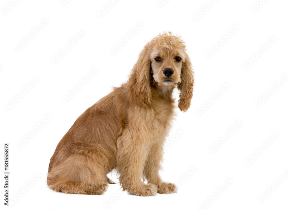 Cocker spaniel dog against white background