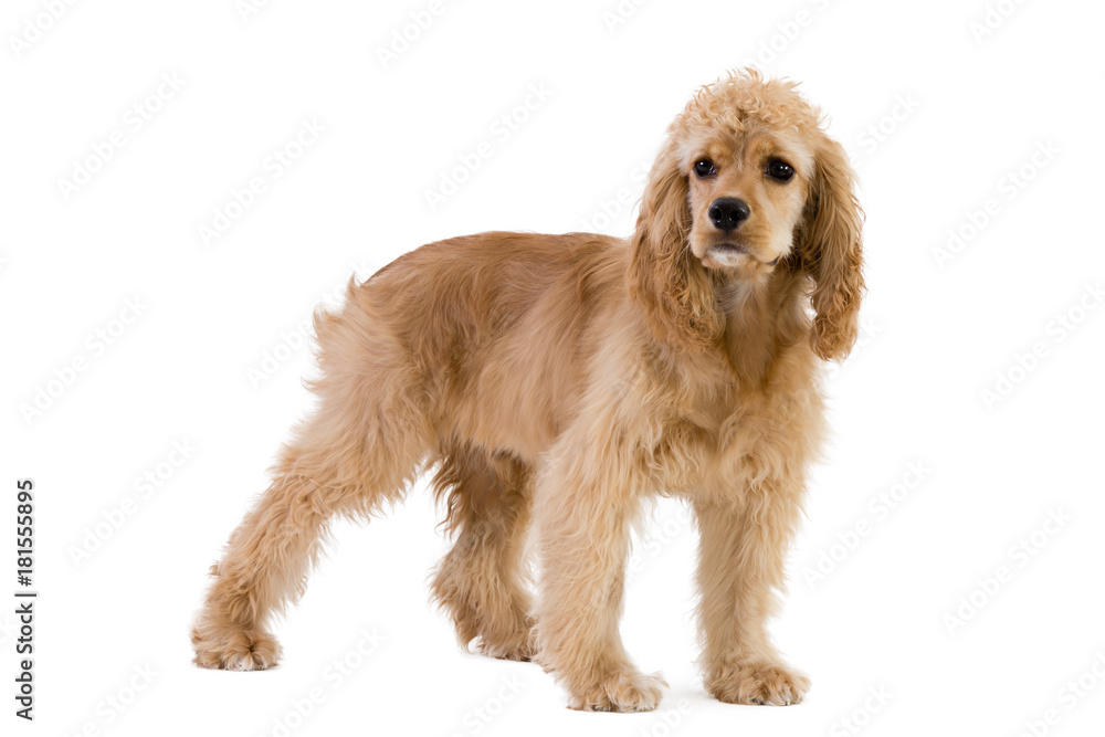 Cocker spaniel standing against white background Cocker spaniel standing against white background