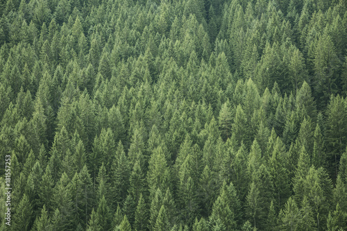Aerial landscape of green pines forming a graphic texture