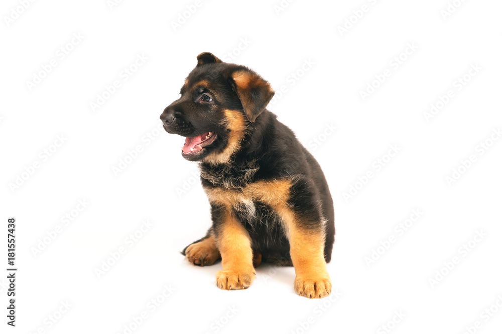 Adorable German Shepherd puppy sitting indoors on a white background