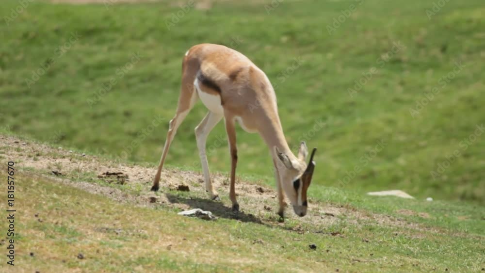 Gazelle grazes in field Gazelle grazes in field