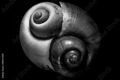Florida Apple Snail Shells