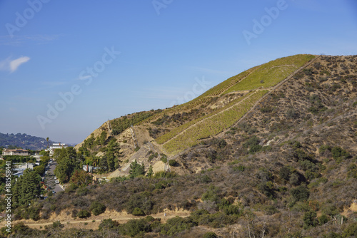 Beautiful hill of grape vineyard