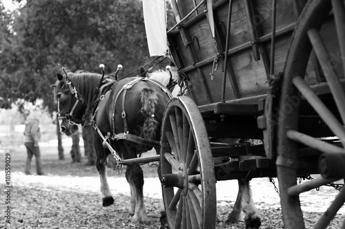 Horses Pulling Carriage