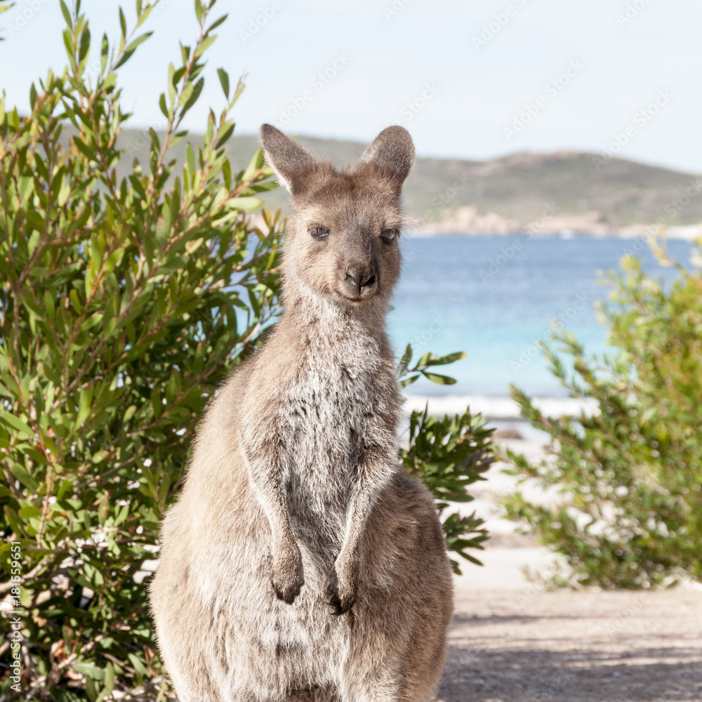 Fototapeta premium KANGAROO BEACH