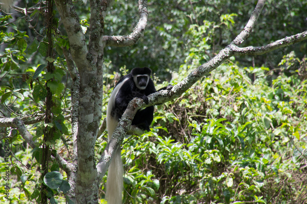 Fototapeta premium Black and White Colobus Monkey, Arusha National Park