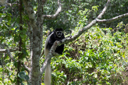 Black and White Colobus Monkey  Arusha National Park