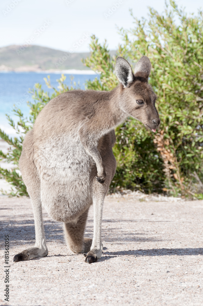 KANGAROO BEACH AUSTRALIA KANGAROO BEACH AUSTRALIA
