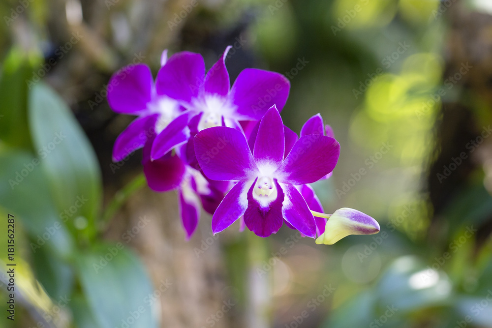Closeup beautiful orchid flower Closeup beautiful orchid flower