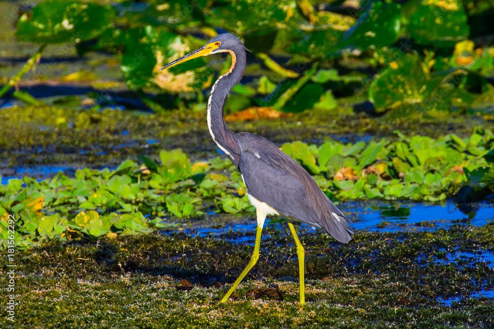 Fototapeta premium Great Blue Heron