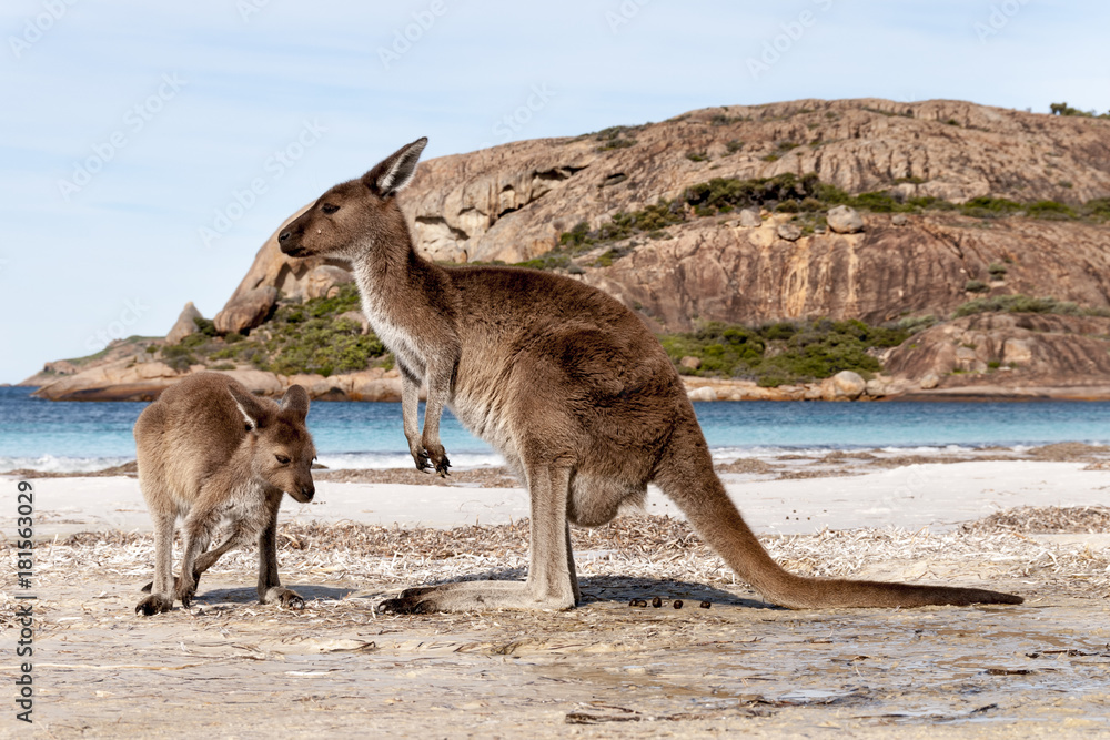 KANGAROO BEACH AUSTRALIA KANGAROO BEACH AUSTRALIA