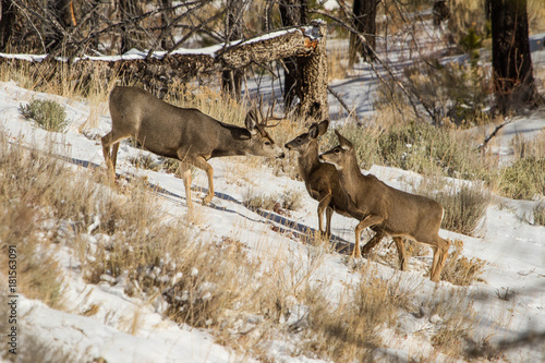Canvas Print Hi Girls! A Mule Deer Buck Checking on a Doe and Her Fawn