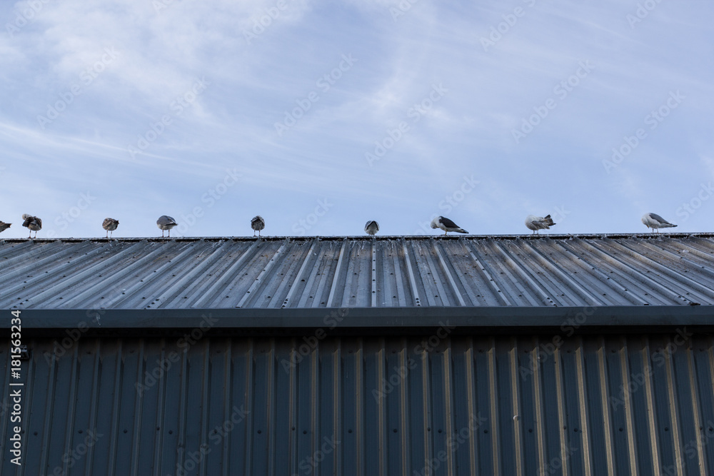 Birds in a row on a rooftop. 