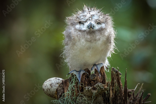 Vászonkép Bedraggled Chick - White Tern