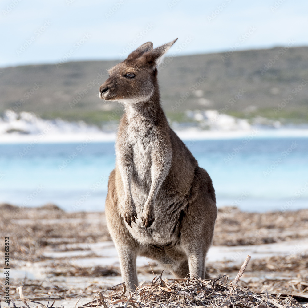 Fototapeta premium KANGAROO BEACH AUSTRALIA