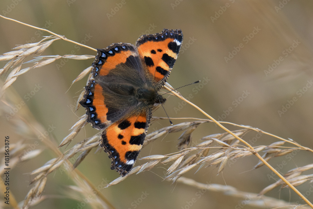 Butterfly Butterfly