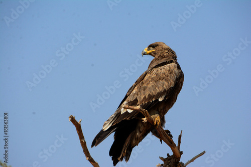 The steppe eagle (Aquila nipalensis) 