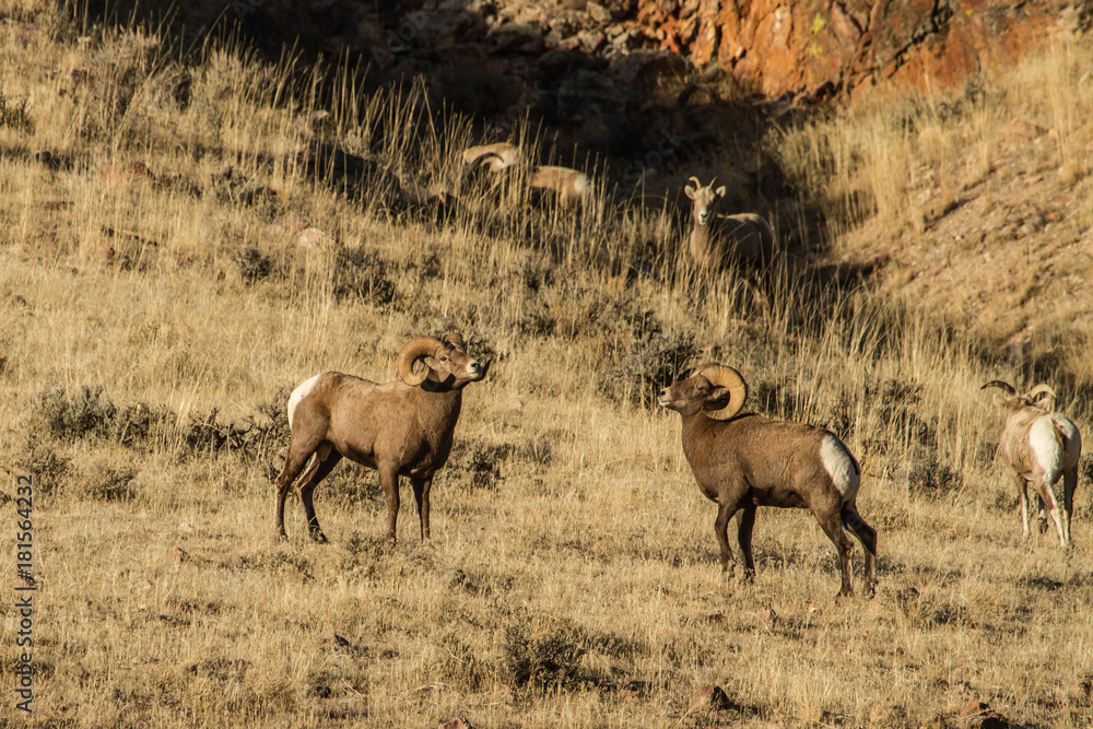 Naklejka premium Battling Bighorns IV