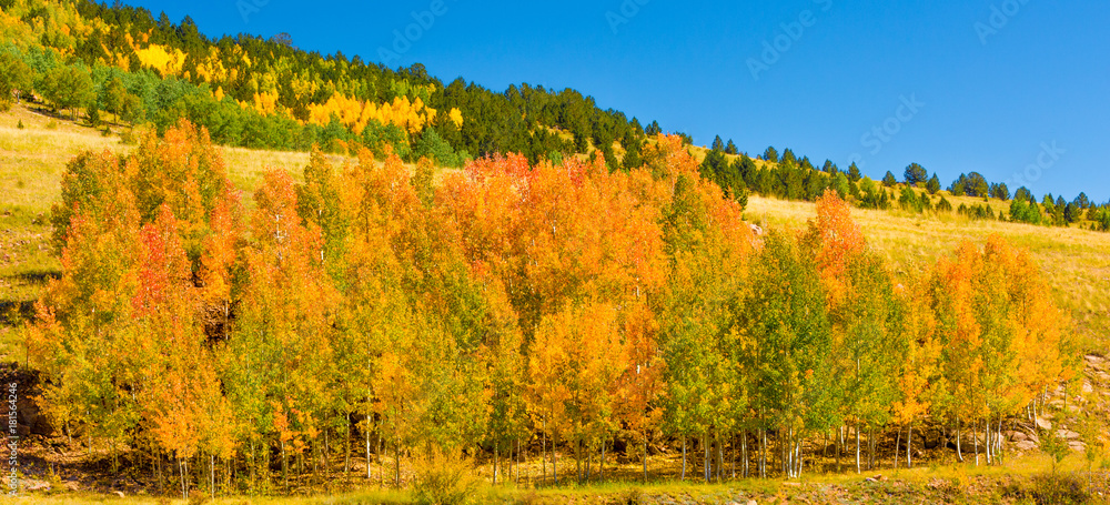 Obraz premium Foliage Panorama