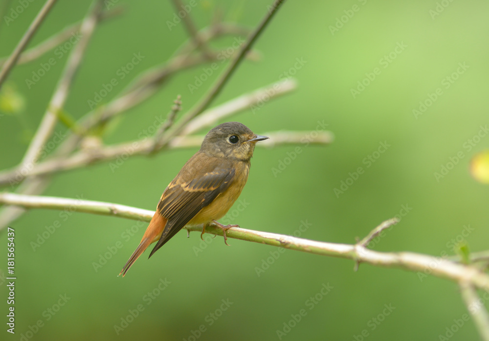 Ferruginous Flycatcher (Muscicapa ferruginea) Ferruginous Flycatcher (Muscicapa ferruginea)