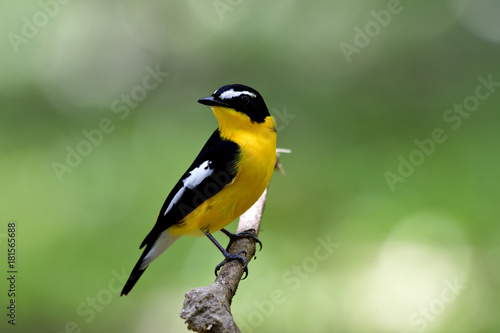 Beautiful black and yellow bird with white spot on its wings perching on a branch showing its fine bright breasted feathers