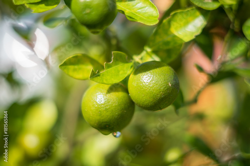 Wallpaper Mural Green fresh lemon on the lemon tree Torontodigital.ca