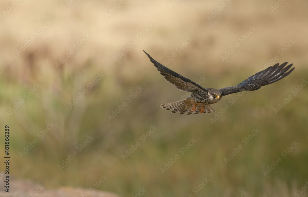 Amur Falcon ( Falco amurensis) flying action Amur Falcon ( Falco amurensis) flying action